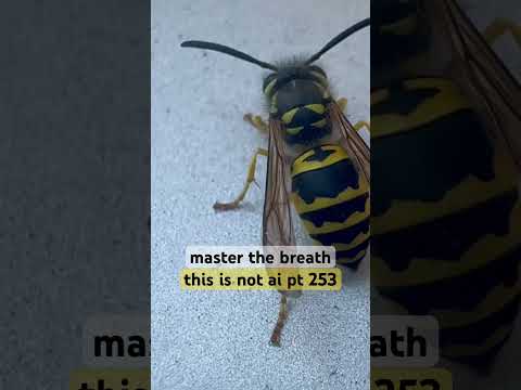 "too fast?"-#germanwasp|#MasterYourBreath|i made this nature video without AI part 253| #ThisIsNotAI