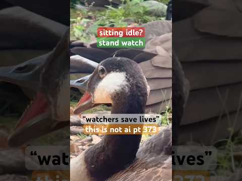 "sitting idle?"-#canadageese|#StandWatch|nature video without AI part 373|#ThisIsNotAI