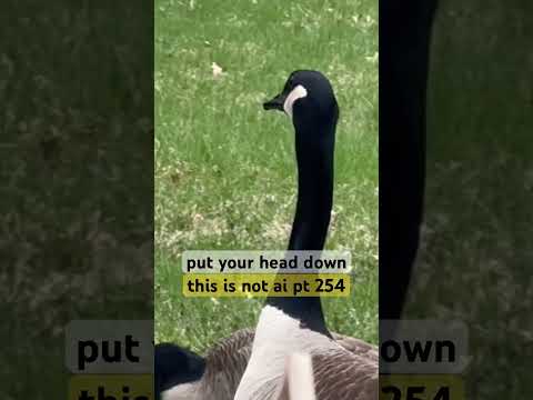 "trust issues?"-#geese|#PutYourHeadDown|i made this nature video without AI part 254|#ThisIsNotAI