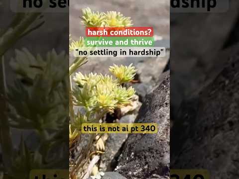 "harsh conditions?"-#succulent#SurviveAndThrive|made nature video without AI part 340 #ThisIsNotAI
