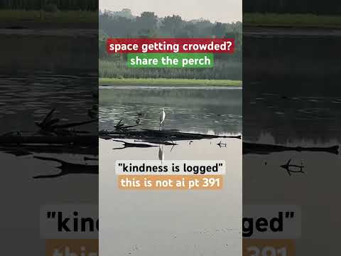 “space getting crowded?”#greategret | #sharetheperch|nature video without AI part 391 | #ThisIsNotAI