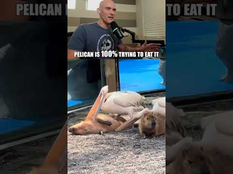 Pelican is 100% trying to eat it