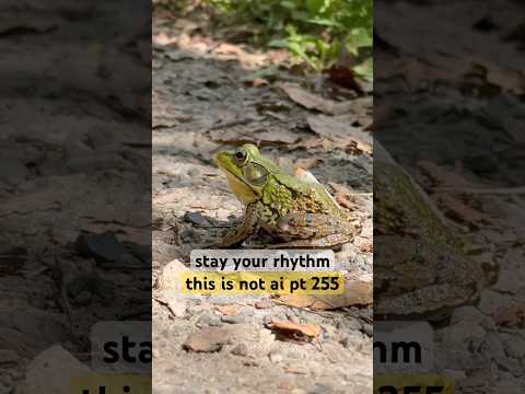 “others watching?”-#frog|#StayYourRhythm|i made this nature video without AI part 255|#ThisIsNotAI