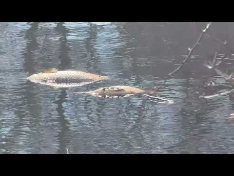 winter hurt the fish now time to cleanup #kill #naturevibes #naturevibes #winter #sad #cycle