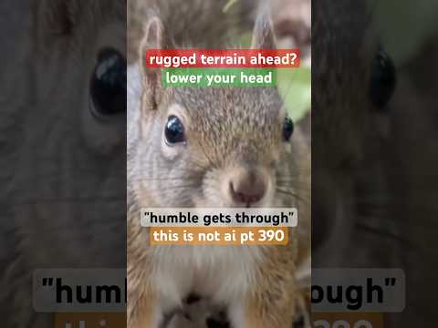 “rugged terrain ahead?”-#squirrel | #LowerYourHead | nature video without AI part 390 | #ThisIsNotAI
