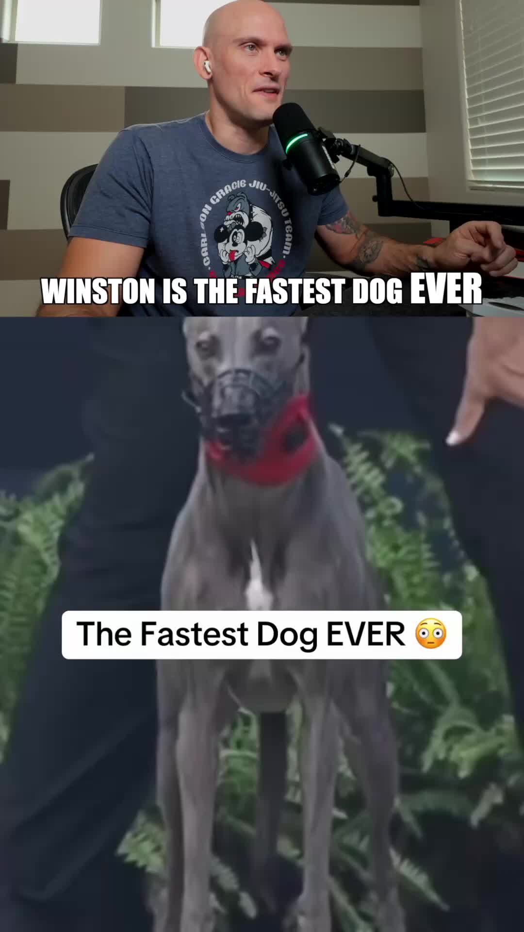 Archived video still from the Dorian case study showing the creator and Winston, with the words Winston is the fastest dog EVER.
